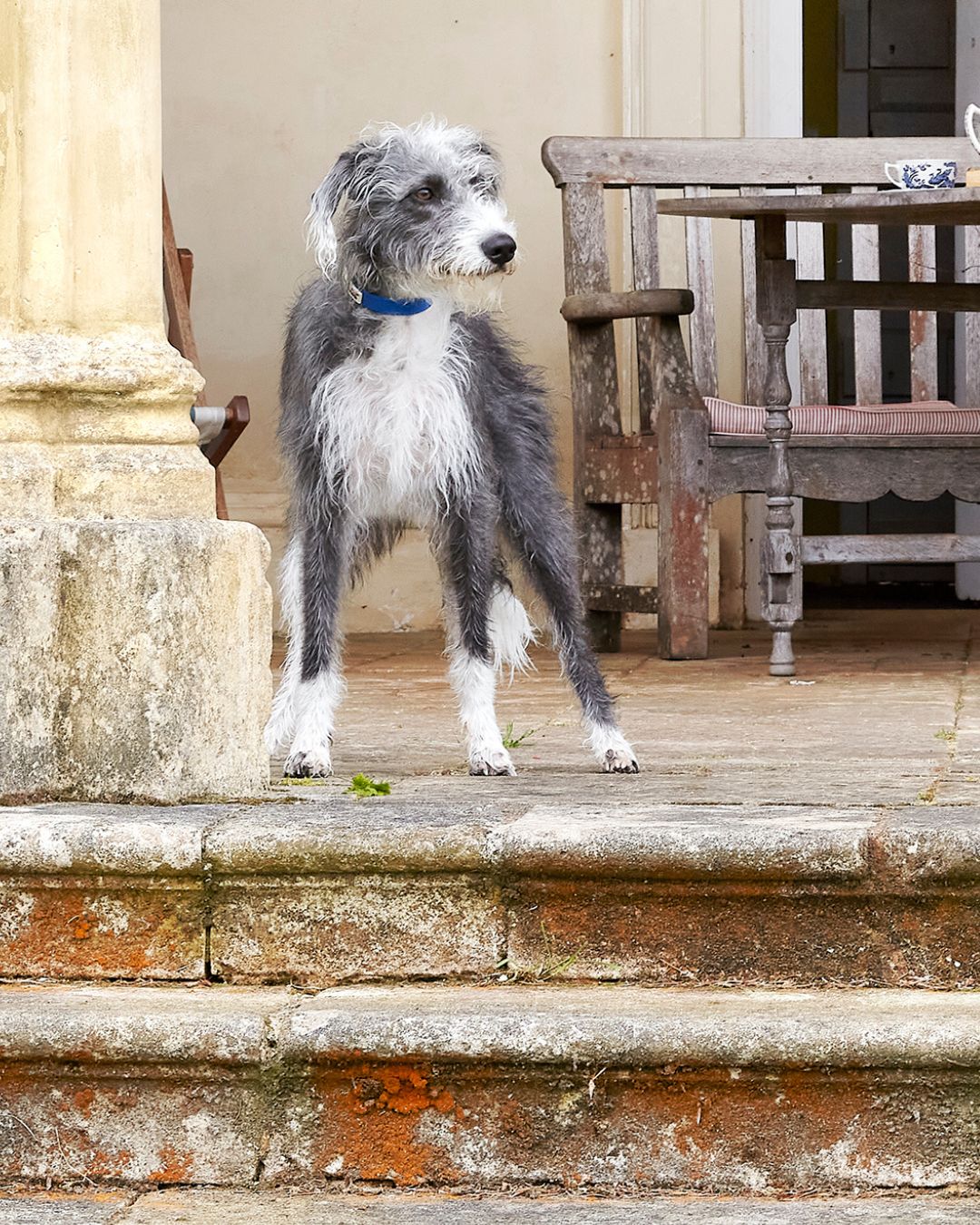 A black and white dog stands on some steps in front of a historic building