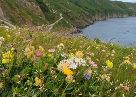 Lundy wildflowers 450x321