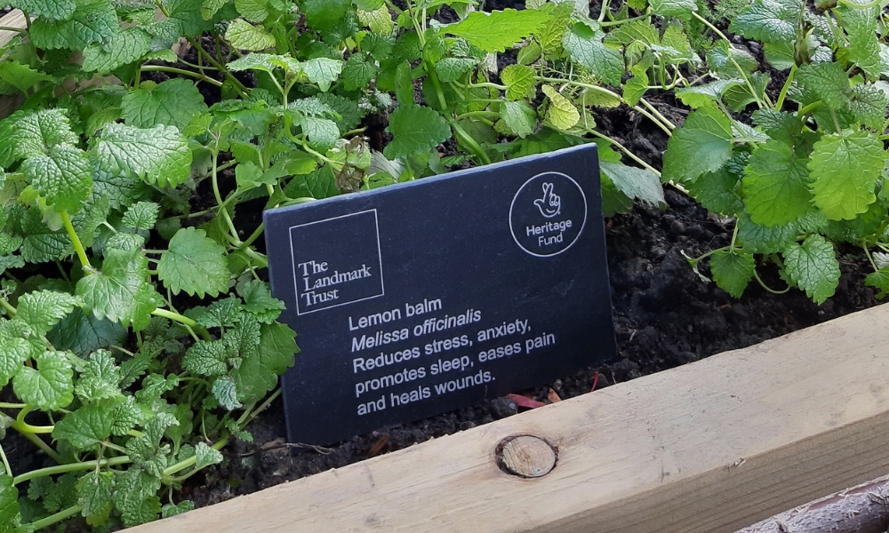 plants in community garden